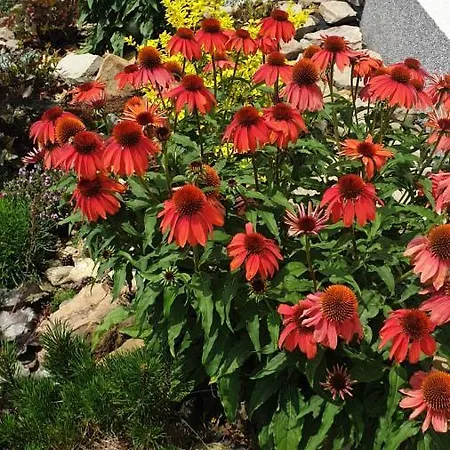 Lägenhet Gold & Szczawnica